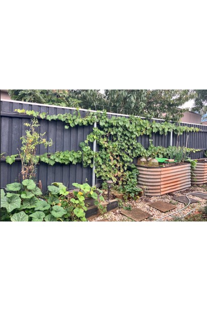 Виноград Лорано в виде обоев у забора в саду